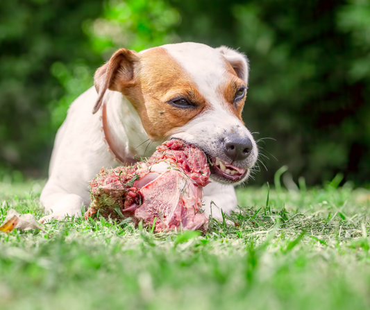 Options for dogs too!